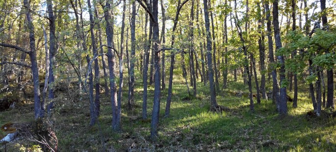 Finca rustica de 150 hectáreas en valonsadero